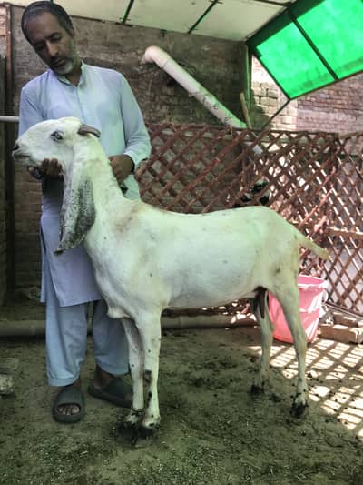 White Beetal Healthy Goat