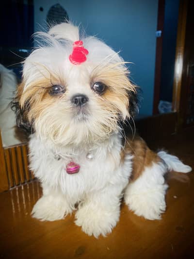 Original Pedigree Shihtzu