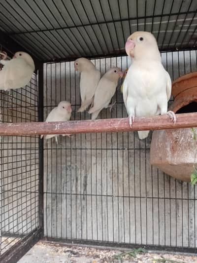 Love Birds & Laka Kabootar.