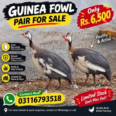 guinea fowl