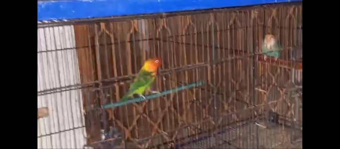 Beautiful Birds