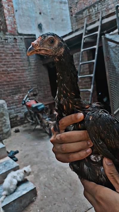 barmi thi females active and healthy