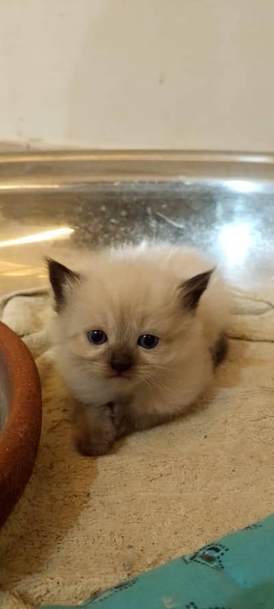 Himalayan kittens