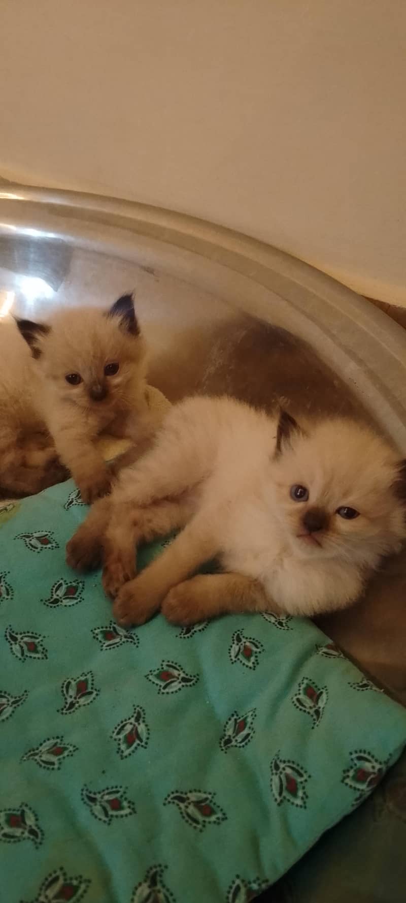 Himalayan kittens 1