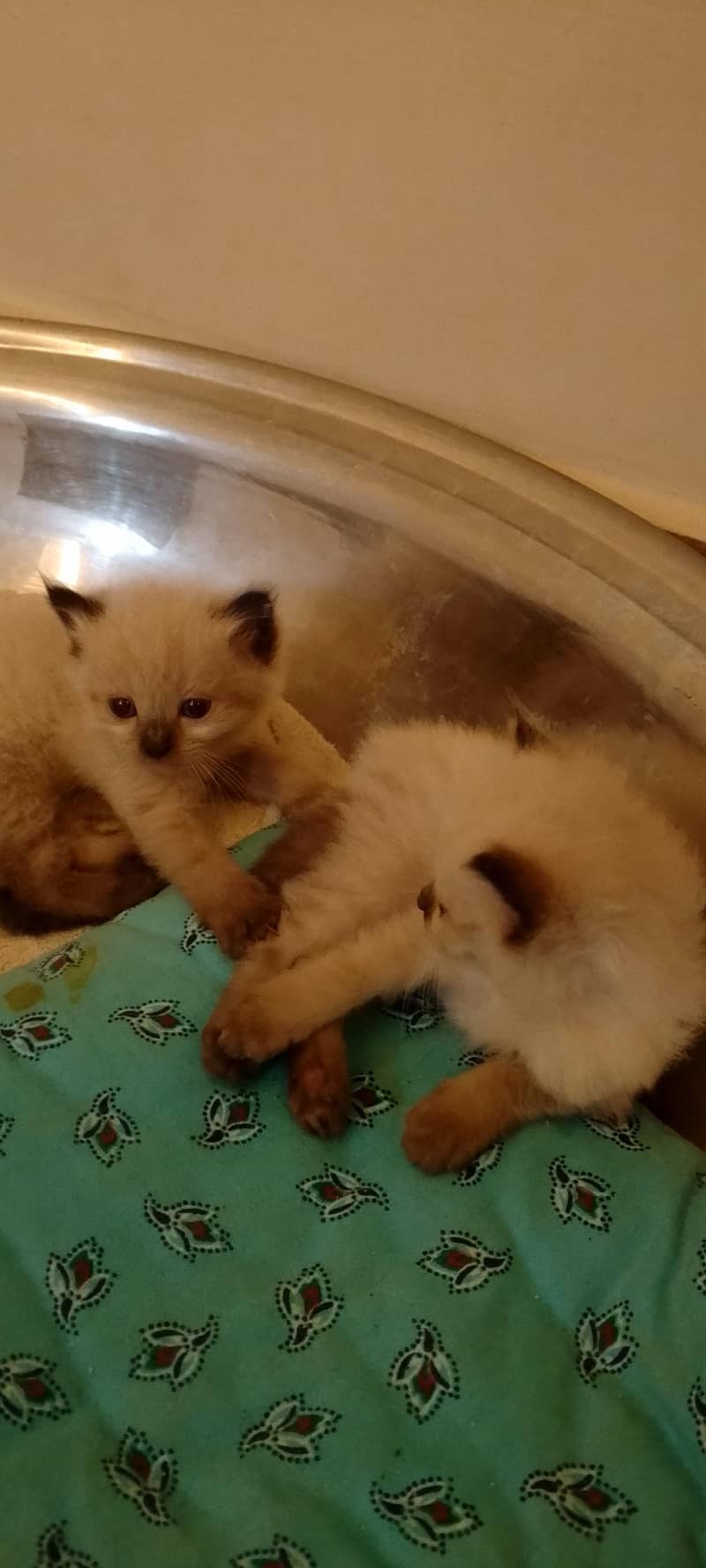 Himalayan kittens 2