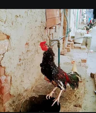 Mashaallha baredar murga ha full Activ ha jes bahi ny lana rapta krly