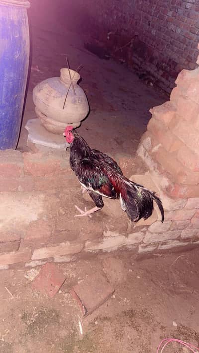 Mashaallha baredar murga ha full Activ ha jes bahi ny lana rapta krly