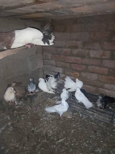 for sale beautiful pigeon