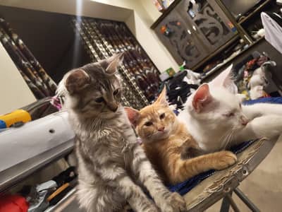 Kittens for adoption