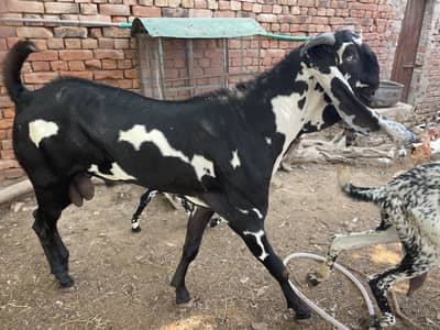 Beetal breeder for crossing not for sale