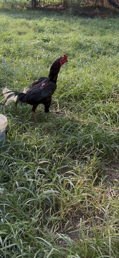 Murga murgiyan hens