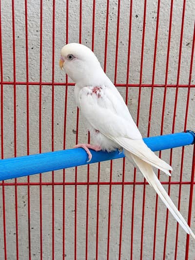 Red eyes breeder male