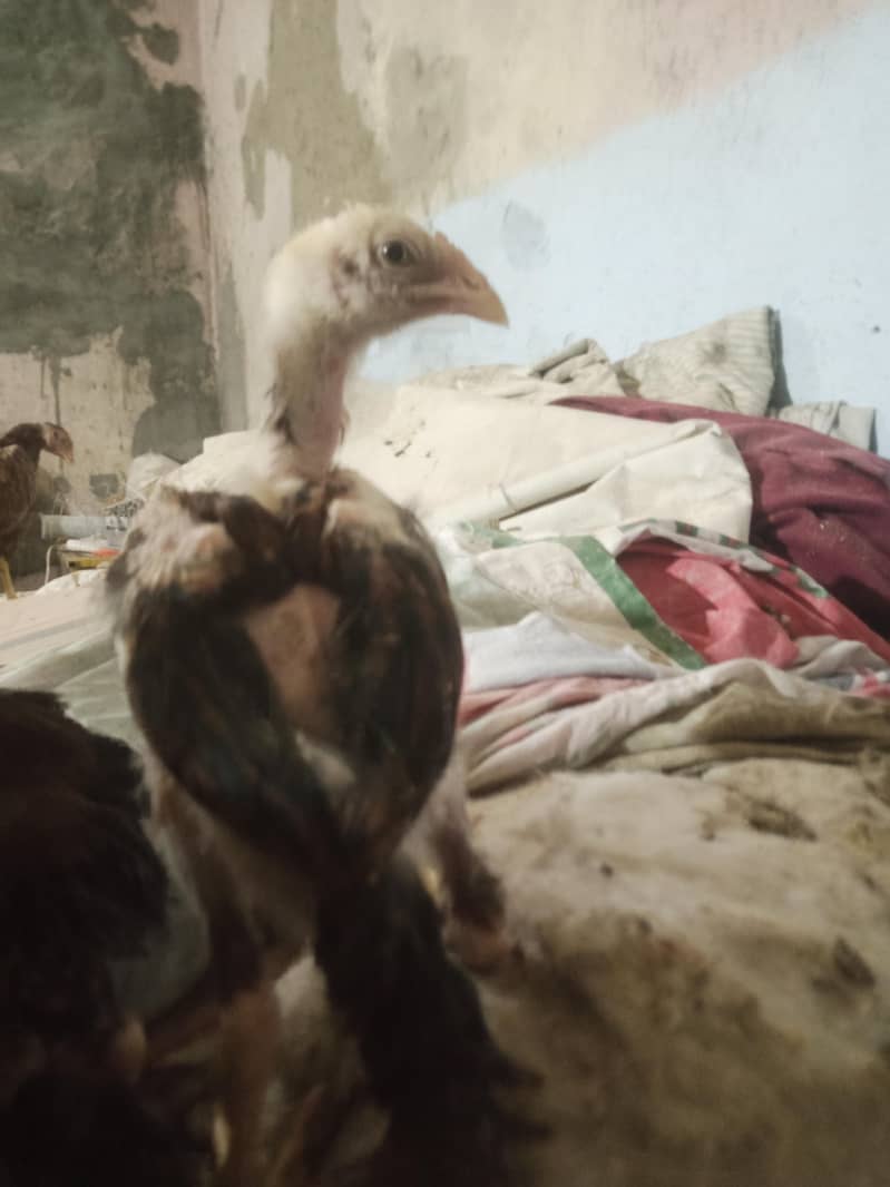 Lassani chicks 2