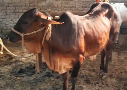 Heifer for sale