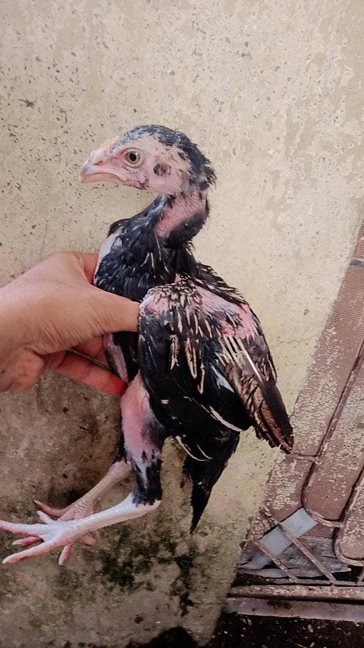 Lassani chicks 5