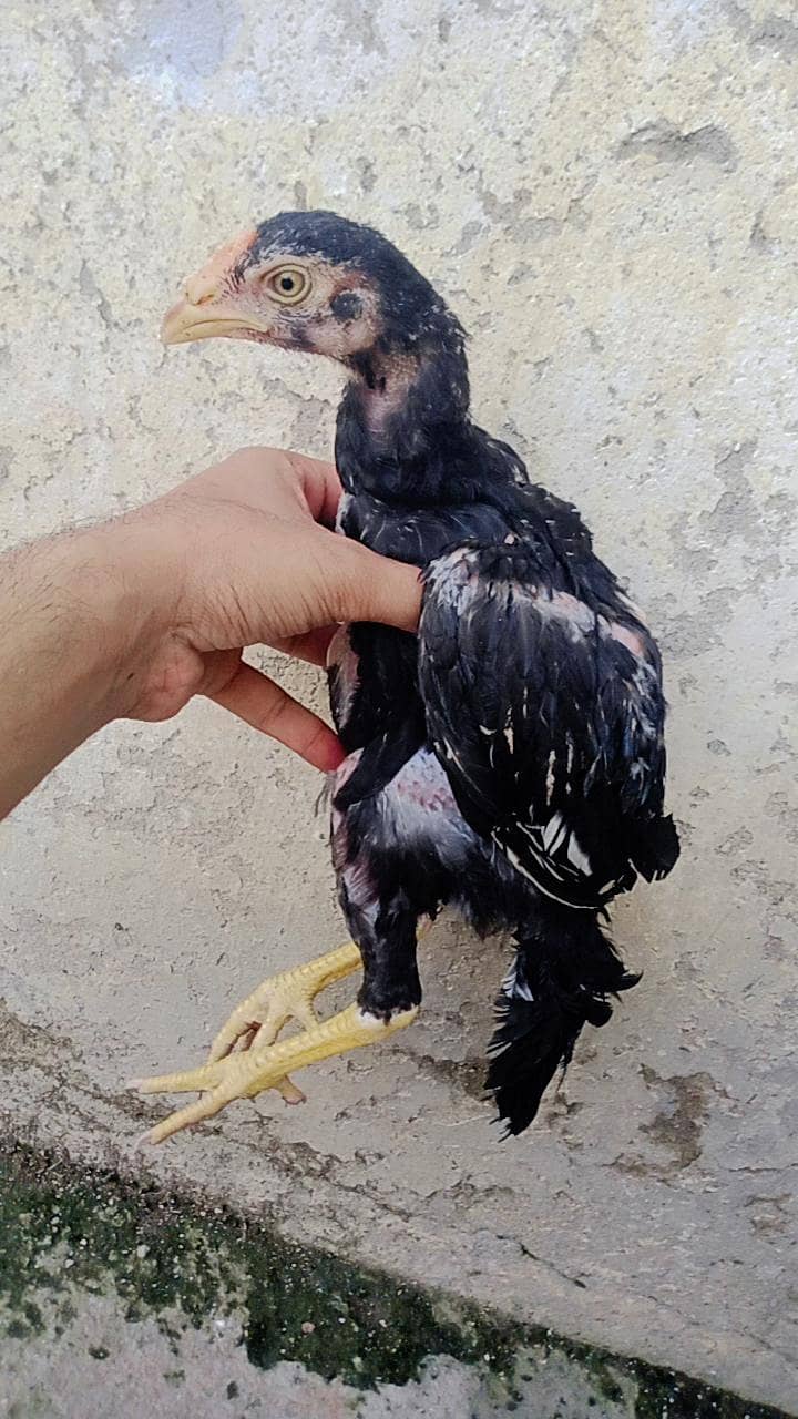 Lassani chicks 6