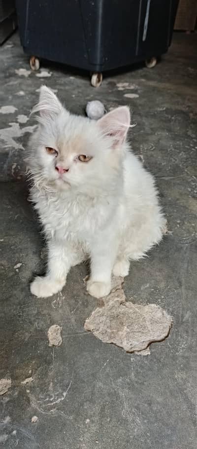 Persian cat