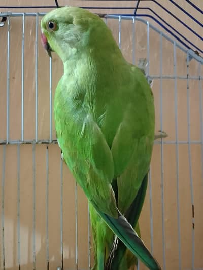 Ringneck Male Avalible For Sale