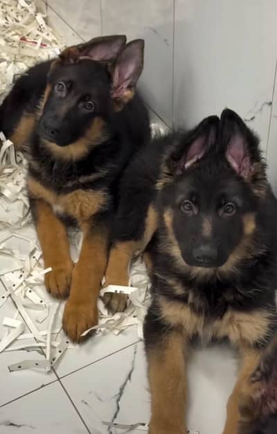 German shepherd puppies for sale healthy