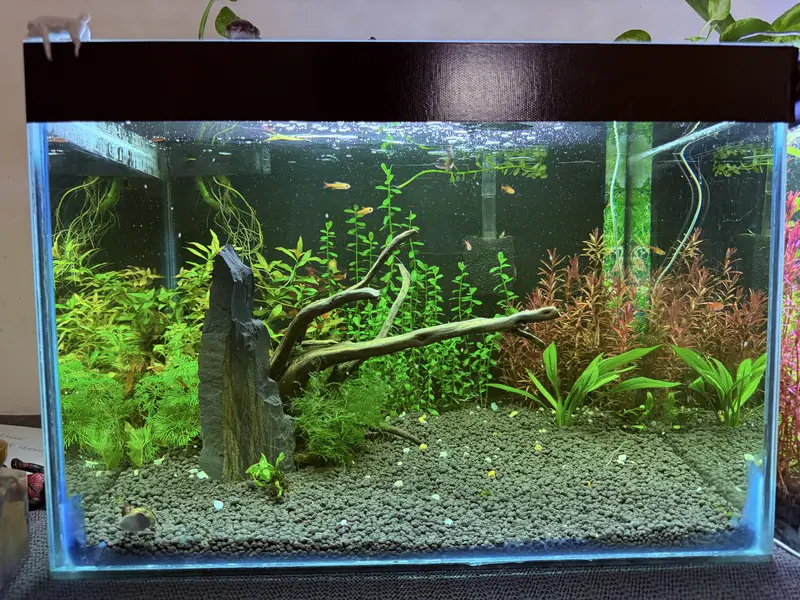 Planted Aquarium — photo 3