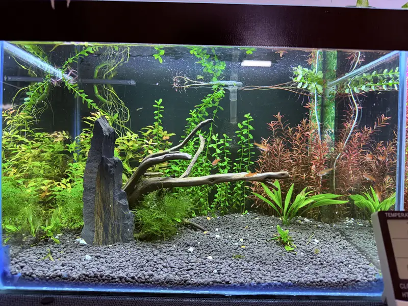 Planted Aquarium — photo 10