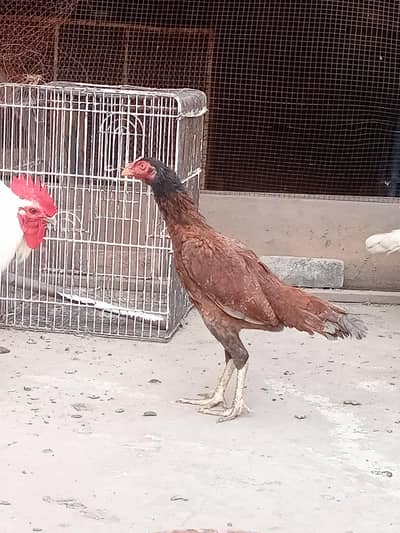 Pure Aseel Mianwali hen available top quality