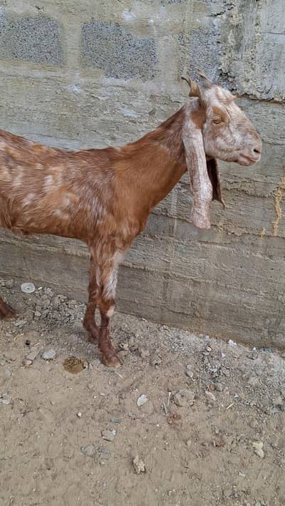Goat for sadqa or aqeeqah 15KG Meat