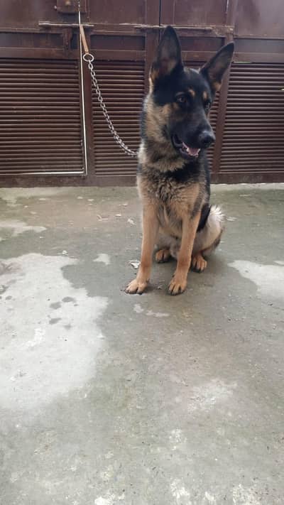 security dog