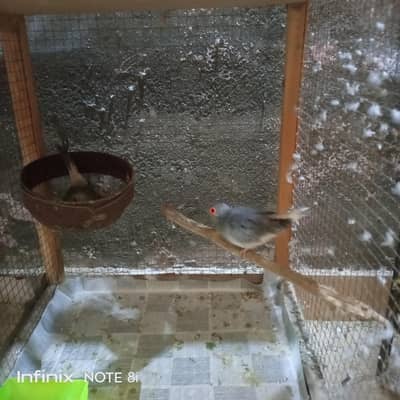 Doves