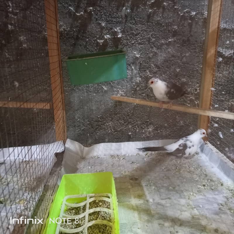 Doves 1