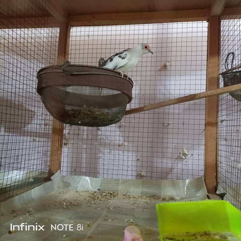 Doves 5