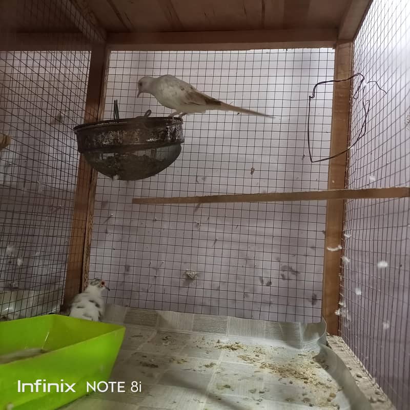 Doves 6
