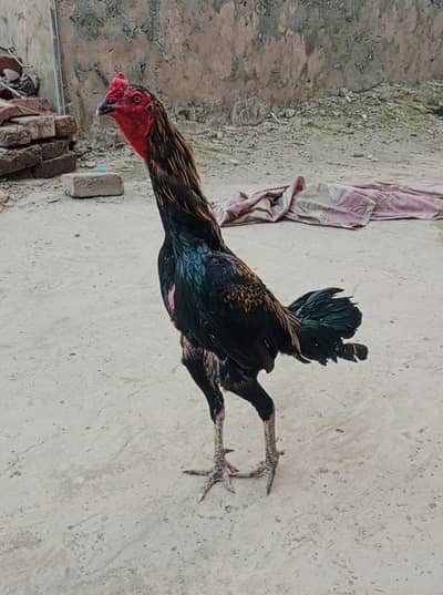 Burmi panes pakoya Dragon