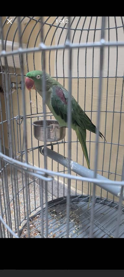 Raw Female Age 4 Year plus for sale