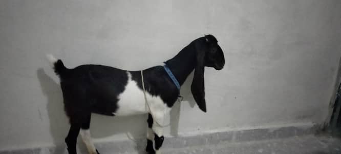 kamori bakri 2 dant