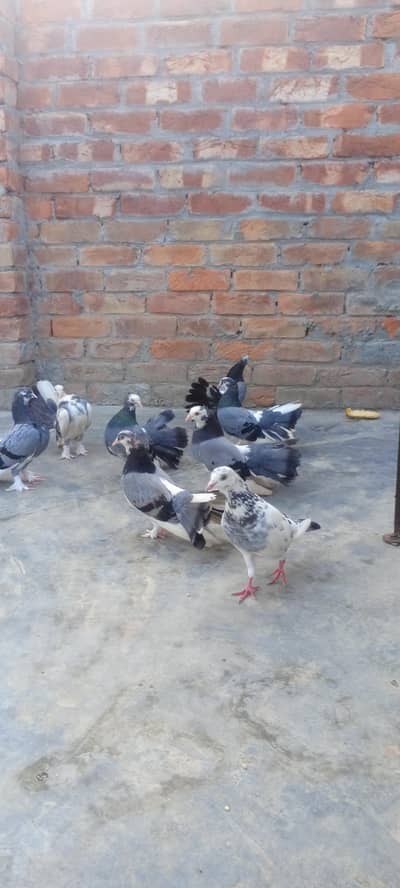 Sherazi Peigons (Pairs)  For Sale