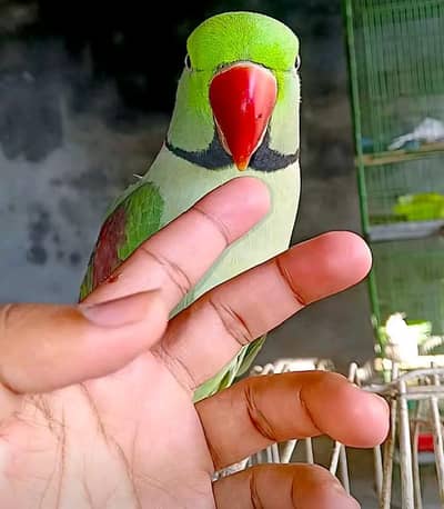 kashmiri parrot and train for sale