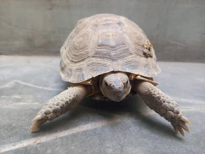 russian tortoise