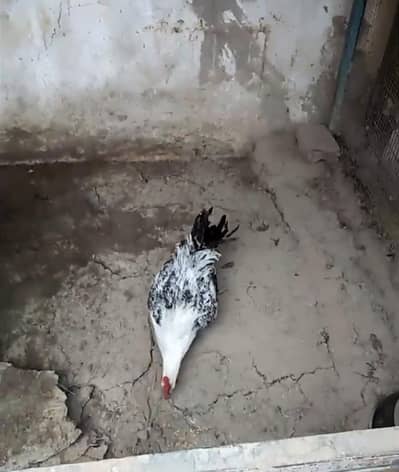 misri feomi breader murgha