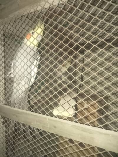 cocktail breeder pair