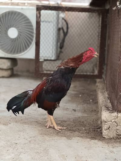 Aseel egg laying trio