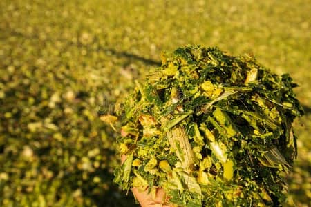 Maize Silage Bales , Quality Livestock Feed for Dairy Farms