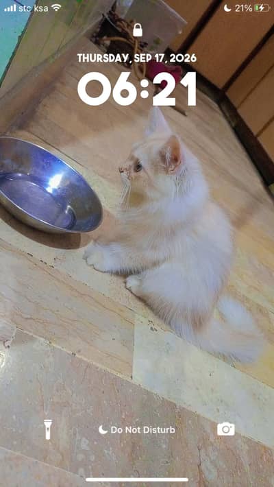 Persian Male Kitten 5 Months Old - Healthy & Playful