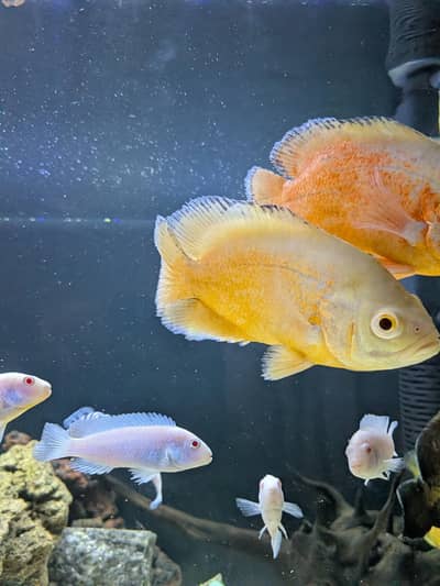 Oscar's, Frontosa, Parrot Fish, Albino Mbuna cichlids etc