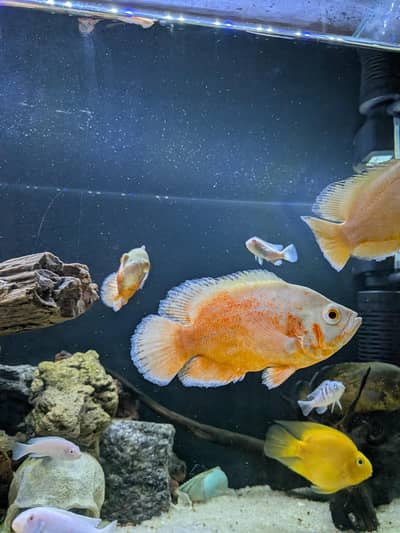 Oscar's, Frontosa, Parrot Fish, Albino Mbuna cichlids etc