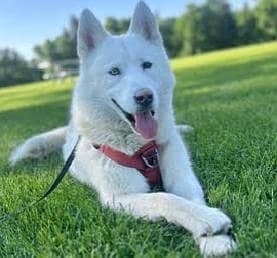 Health And Active Husky Female Available For Sale