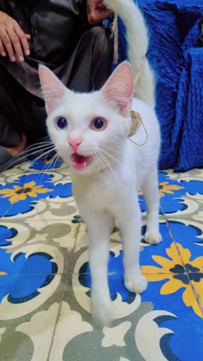 Doll Face Persian Cat     (2 month age)
