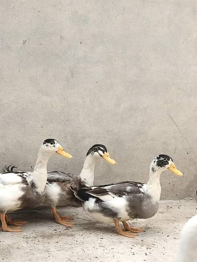 3 Male Adult Ducks available For sale