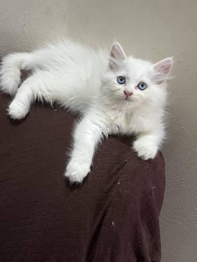 white female Persian kitten triple coated