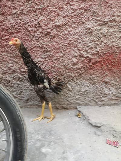 long highted bird Good and Active bird for sale